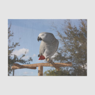 Stunning African Grey Parrot Tissue Paper