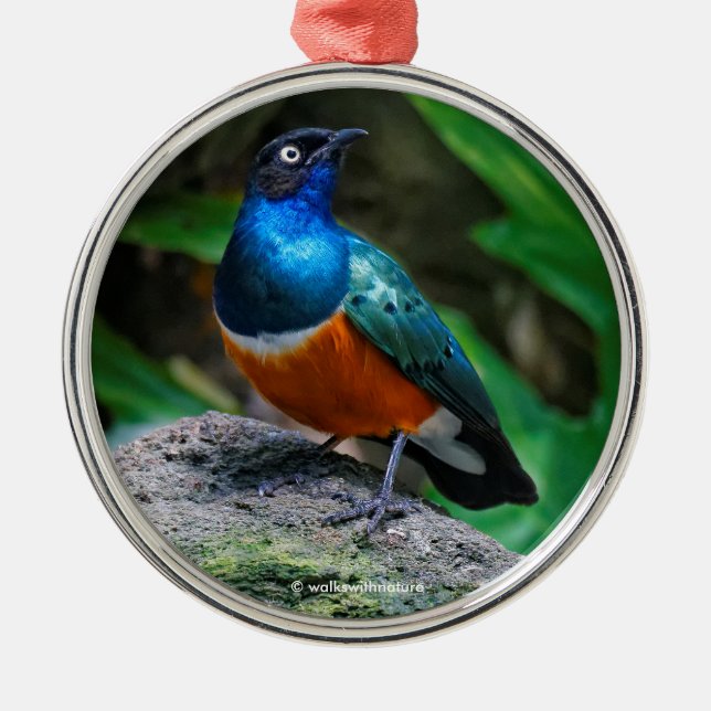 Stunning African Superb Starling Songbird Metal Ornament (Front)