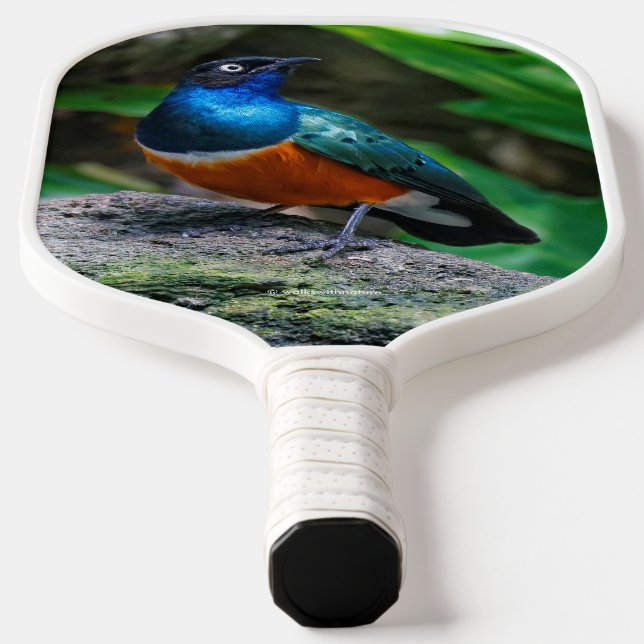 Stunning African Superb Starling Songbird Pickleball Paddle (Laydown)