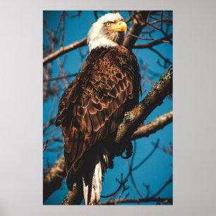 Stunning American Bald Eagle Poster