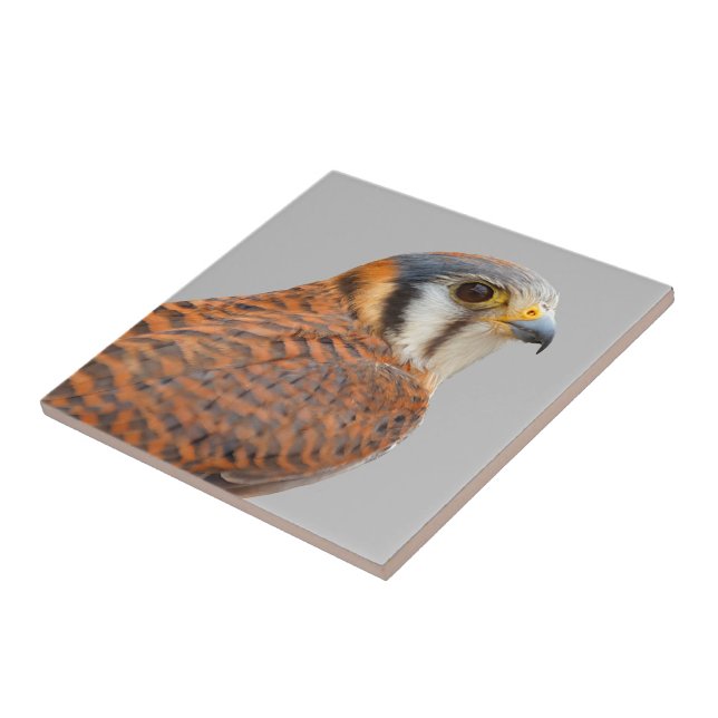 Stunning American Kestrel Sparrowhawk Falcon Ceramic Tile (Side)