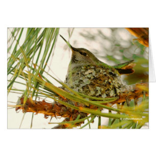 Stunning Anna's Hummingbird Mum on Nest