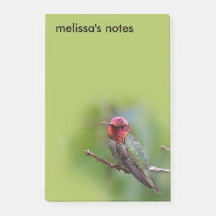 Stunning Anna's Hummingbird on Fruit Tree Post-it Notes