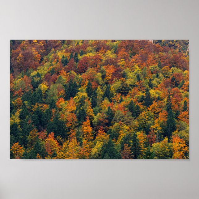 Stunning autumn forest poster (Front)
