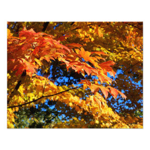 Stunning Autumn Leaves on Trees Photo Poster