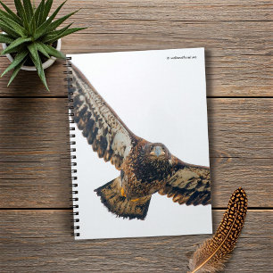 Stunning Bald Eagle Does a Flyover Notebook