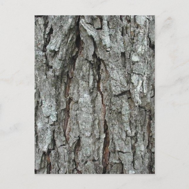 Stunning Bark Postcard (Front)