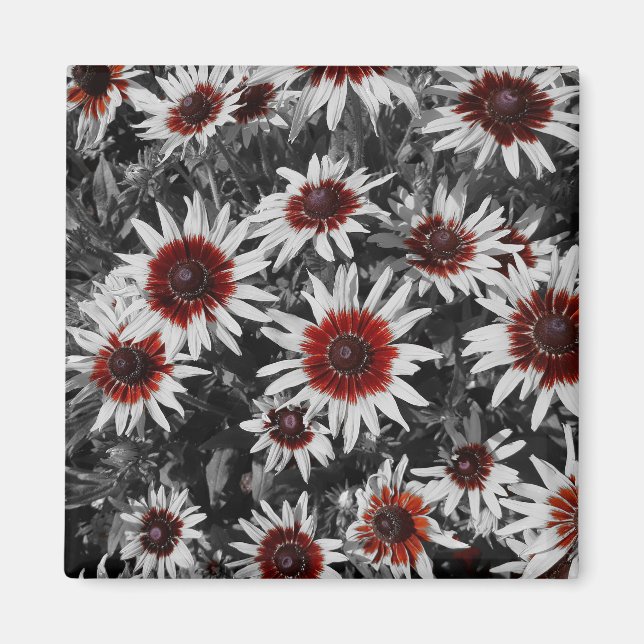Stunning Black-Eyed Susans Magnet (Front)