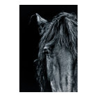 Stunning black horse portrait