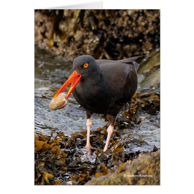 Stunning Black Oystercatcher Shorebird with Clam (Front)