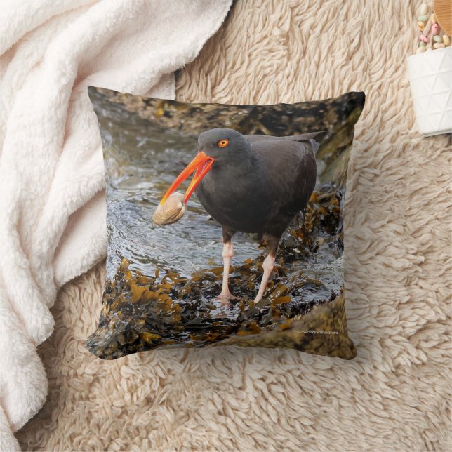 Stunning Black Oystercatcher Shorebird with Clam Cushion (Blanket)