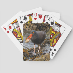 Stunning Black Oystercatcher Shorebird with Clam Playing Cards
