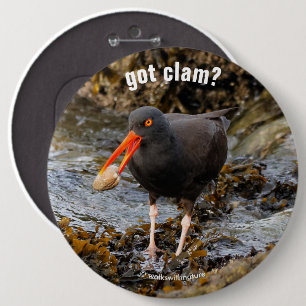 Stunning Black Oystercatcher with Clam 6 Cm Round Badge