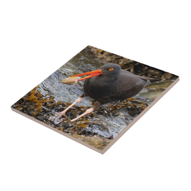 Stunning Black Oystercatcher with Clam Ceramic Tile (Side)