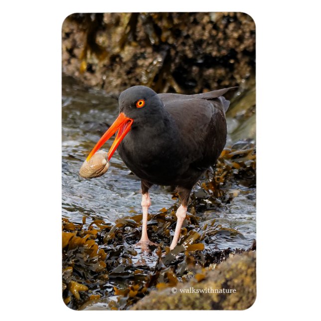 Stunning Black Oystercatcher with Clam Magnet (Vertical)