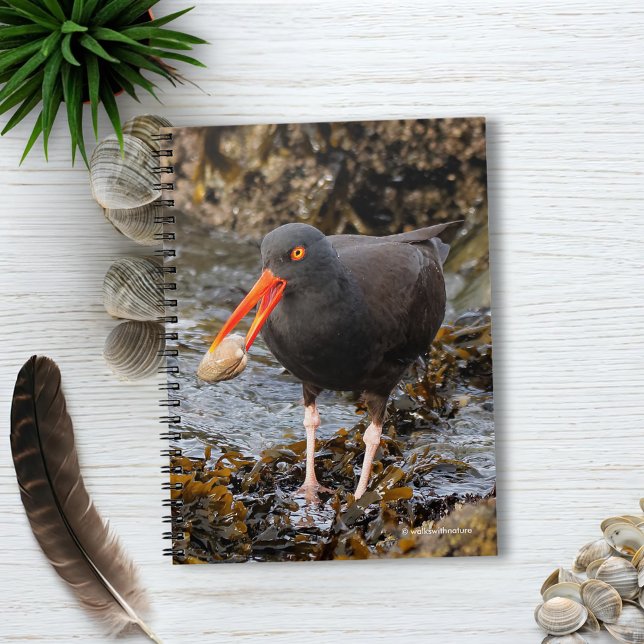 Stunning Black Oystercatcher with Clam Notebook (Black Oystercatcher with Clam on the Beach Journal Cover Photo)