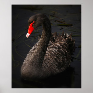 Stunning black swan poster