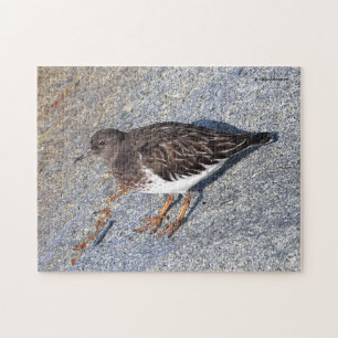 Stunning Black Turnstone Shorebird on the Rock Jigsaw Puzzle