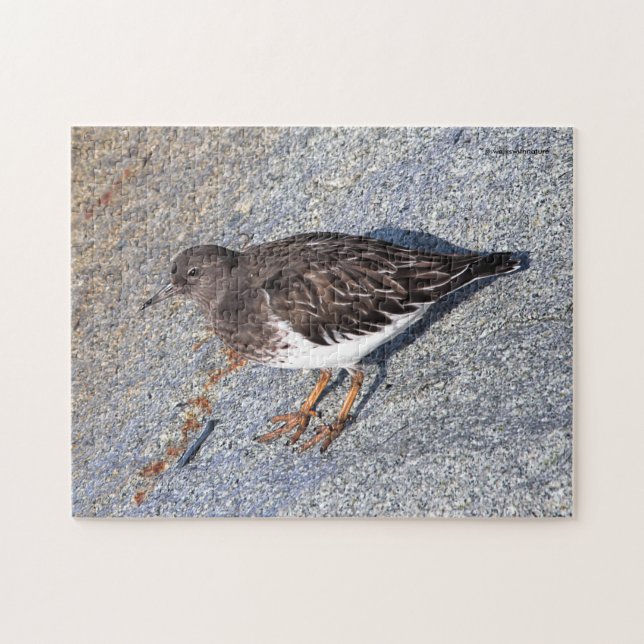 Stunning Black Turnstone Shorebird on the Rock Jigsaw Puzzle (Horizontal)