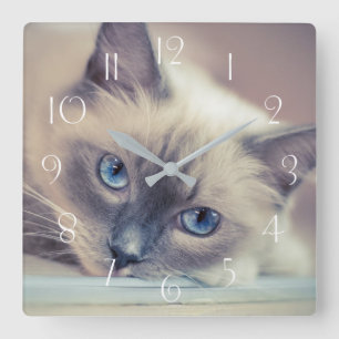 Stunning Blue Eyed Ragdoll‎ Cat Square Wall Clock