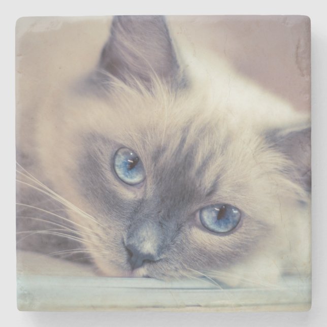 Stunning Blue Eyed Ragdoll‎ Cat Stone Coaster (Front)