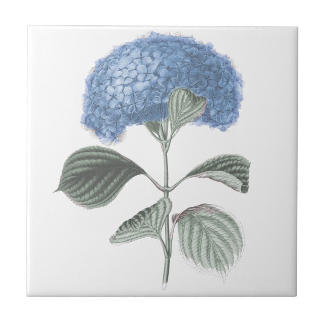 Stunning Blue Hydrangea Flower Tile (Front)