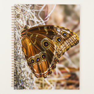 Stunning Blue Morpho Butterfly Wildlife Photo Art Planner