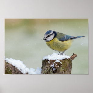 Stunning blue tit wild bird in the snow poster