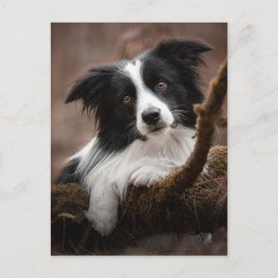 Stunning Border Collie Portrait Postcard