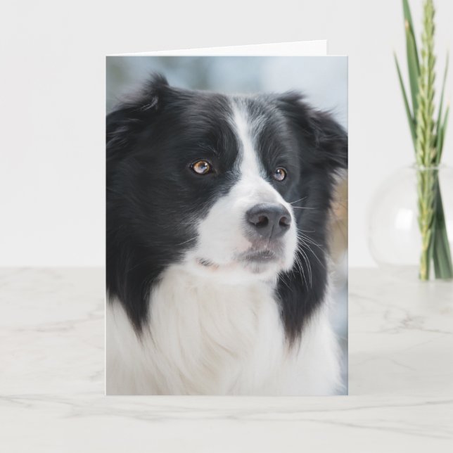 Stunning Border Collie Portrait Thank You Card (Front)