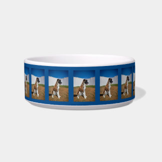 Stunning Border Collie Pup Ceramic Pet Bowl