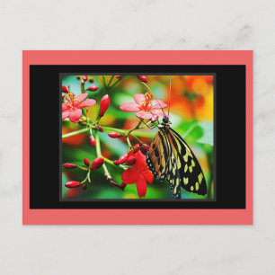 Stunning Butterfly Postcrossing Postcard