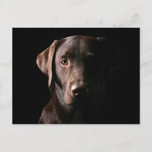 Stunning Chocolate Labrador Postcard