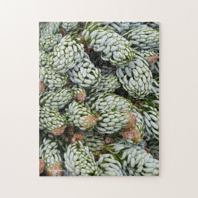 Stunning Closeup Dwarf Korean Fir Jigsaw Puzzle (Vertical)