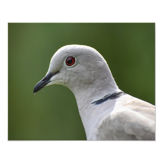 Stunning Collared Dove  Photo Print (Front)