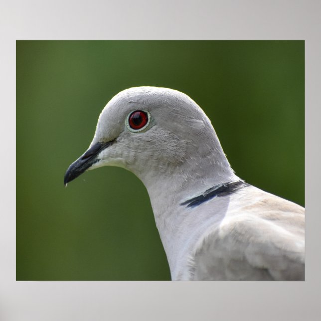 Stunning Collared Dove  Poster (Front)
