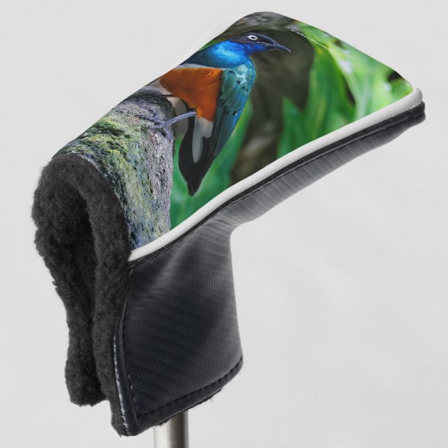 Stunning Colourful African Superb Starling Songbir Golf Head Cover (3/4 Front)