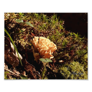 Stunning Coral Mushroom Photo Print