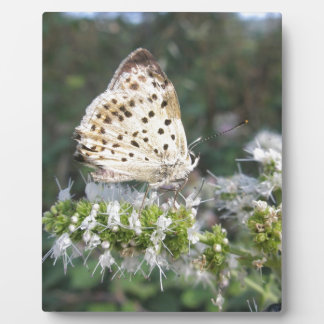 Stunning Cream and Chocolate Butterfly Plaque