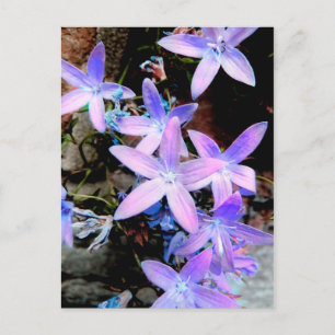 Stunning Delicate Lilac Abstract Wild Flowers Postcard