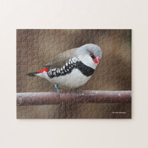 Stunning Diamond Firetail Finch Jigsaw Puzzle