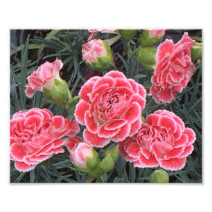Stunning Dianthus Photo Print
