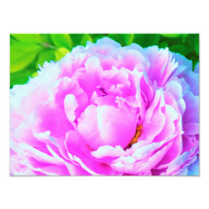 Stunning Double Pink Peony Flower Detail Photo Print