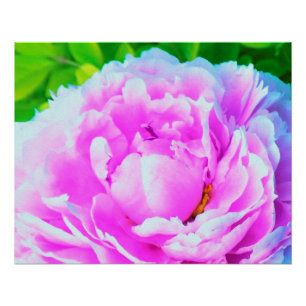 Stunning Double Pink Peony Flower Detail Poster