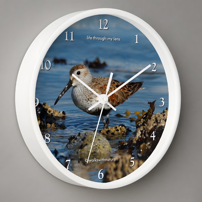 Stunning Dunlin Sandpiper Shorebird at the Beach Clock (Stunning Dunlin Sandpiper Shorebird at the Beach Wall Clock Cover Photo)