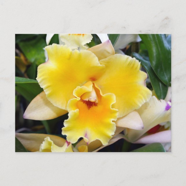 Stunning Exotic Orchid Postcard (Front)