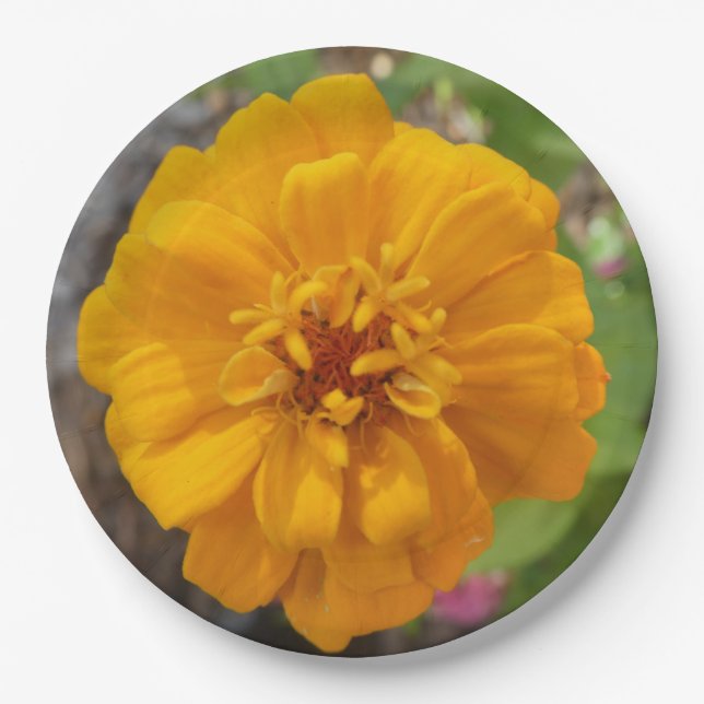 Stunning Garden Party Dinner Plate With Zinnia (Front)
