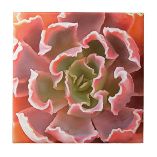 Stunning Garden Succulent Pink Tones Realistic Art Ceramic Tile