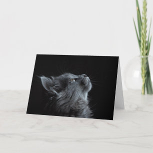 Stunning GrayFluffy Kitten on Black Background Card