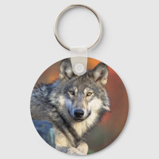 Stunning grey wolf key ring